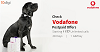 Check Vodafone Postpaid Offers