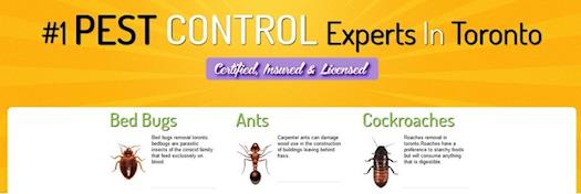 Pest Control Toronto 