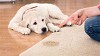 Complete Pet Stains and Odors Removal Castle Rock