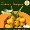 Buy Premium Alphonso Mangoes Online - Taste the Essence of India