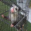 Opossum Trapping in Los Angeles