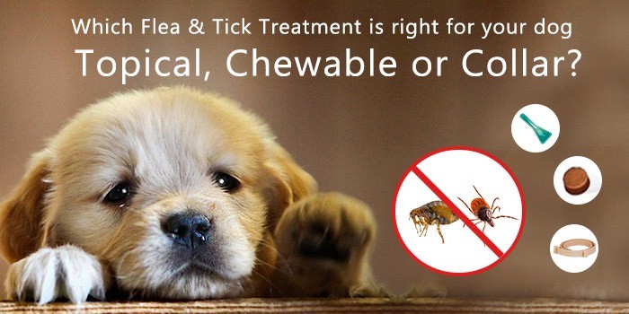 Which Flea & Tick Treatment is Right for Your Dog – Topical, Chewable or Collar?