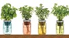 Herbs That Can Be ReGrown In Water Again And Again
