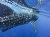 Swimming With Whale Sharks | Roatan Vacation Rentals Activities