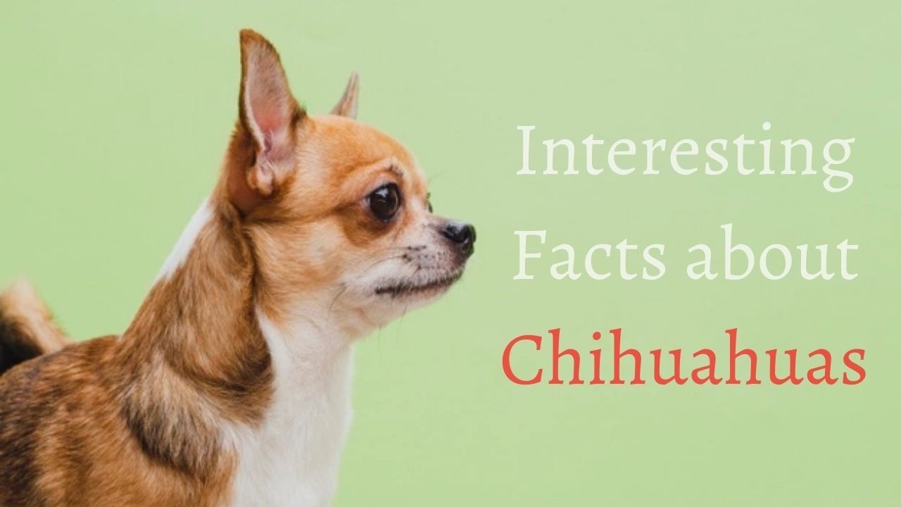 10 Fun and Interesting Facts about Adorable Chihuahuas