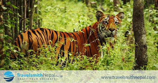 Book Nepal tour packages | Travelsmithnepal