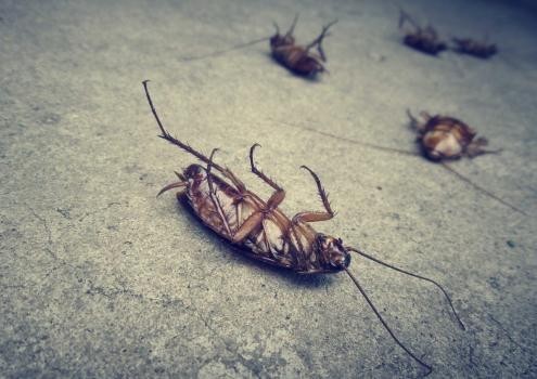 Portland Pacific Pest Control