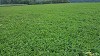Buy Cover Crop Seed Products by Forage Compete