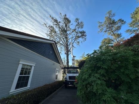 Cambria Pines Tree Service inc