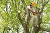 Tree Stump Removal NJ