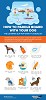 SUP Safety Checklist for Paddleboarding with Dogs
