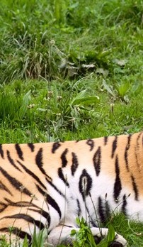 Indian Wildlife Sanctuary