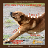 Collagen For Dogs joints Supplement - DogChits