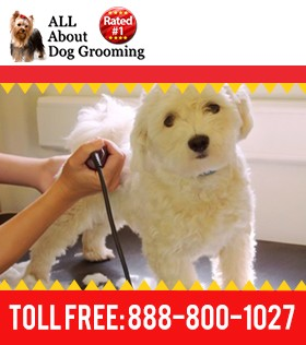 How to Become a Pet Groomer | Learn Dog Grooming | Learntogroom.com
