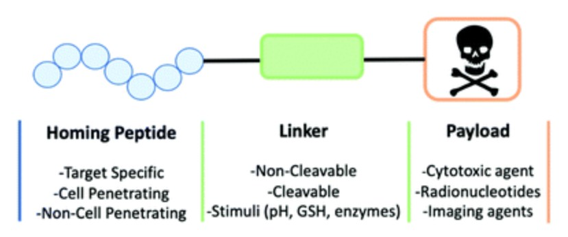 Peptide-Drug Conjugation (PDC)