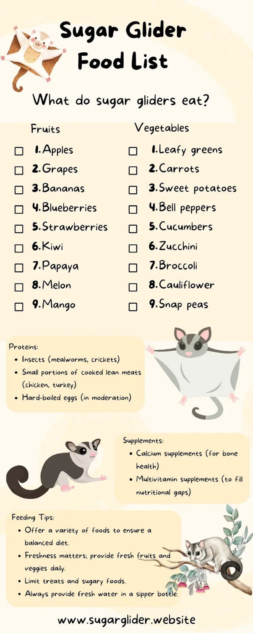 Sugar glider food list and what do sugar gliders eat?