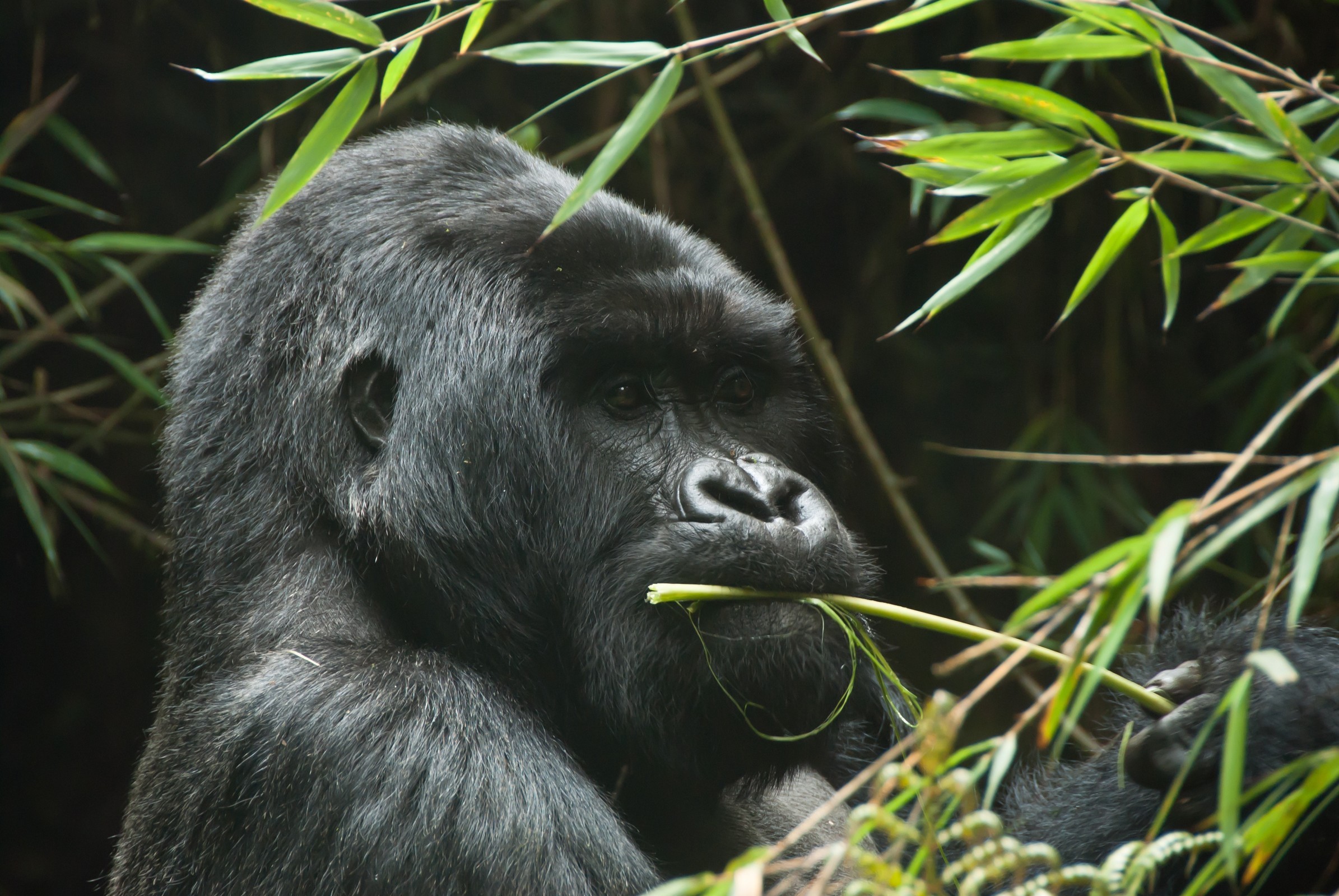 Rwanda Gorilla trek