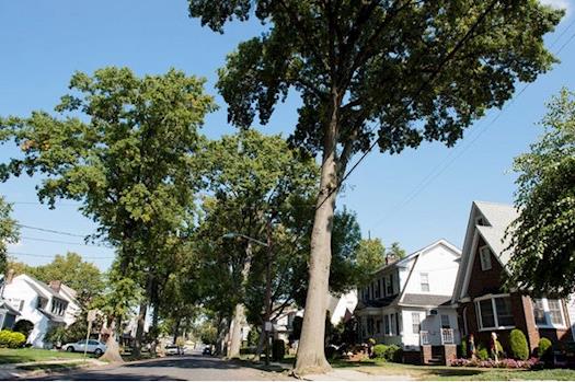 Diseased oak trees in Kearny street to be cut down