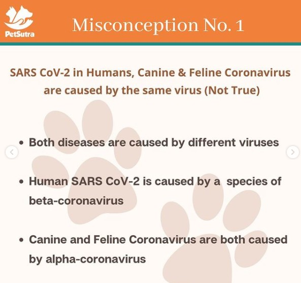 Canine And Feline Coronavirus - Common Misconceptions