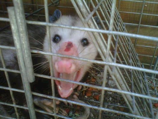 Los Angeles Opossum Removal from Animal Capture Wildlife Control