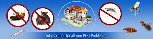 Pest Control Perth