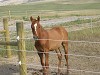 Agricultural & Animal Fencing