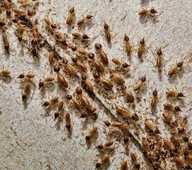 Best Termite Control Companies