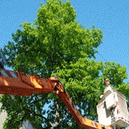 Honest Tree Care