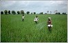How fertilizers are killing Indian crops?