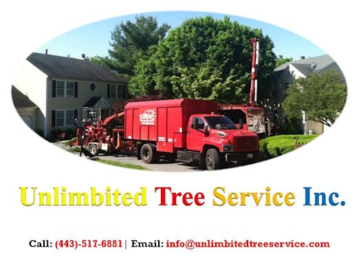Tree Services in Baltimore - Tree Removal & Stump Removal
