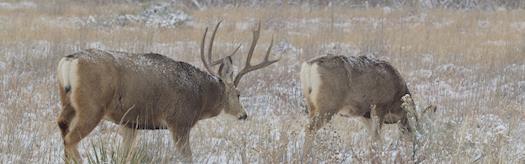 Deer hunting Colorado