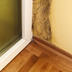 The Sight of Black Mold