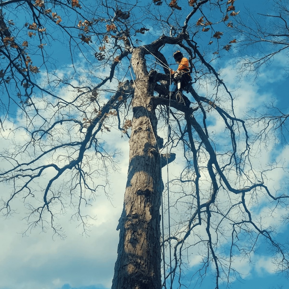 Brawner's Tree Service LLC