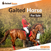 Gaited Horse For Sale In USA Marketplace,