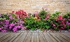 Buy Outdoor Plants Online | Great Deals on Mashatel