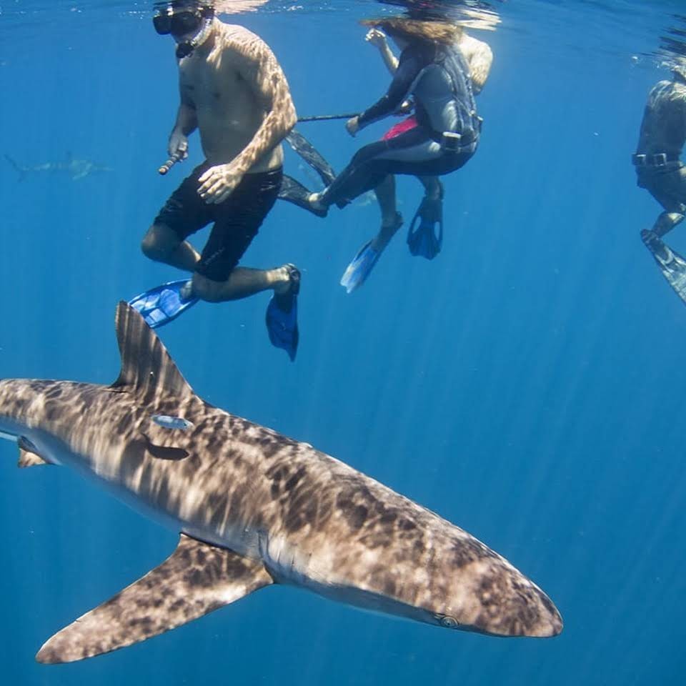 Shark Cage Diving Hawaii