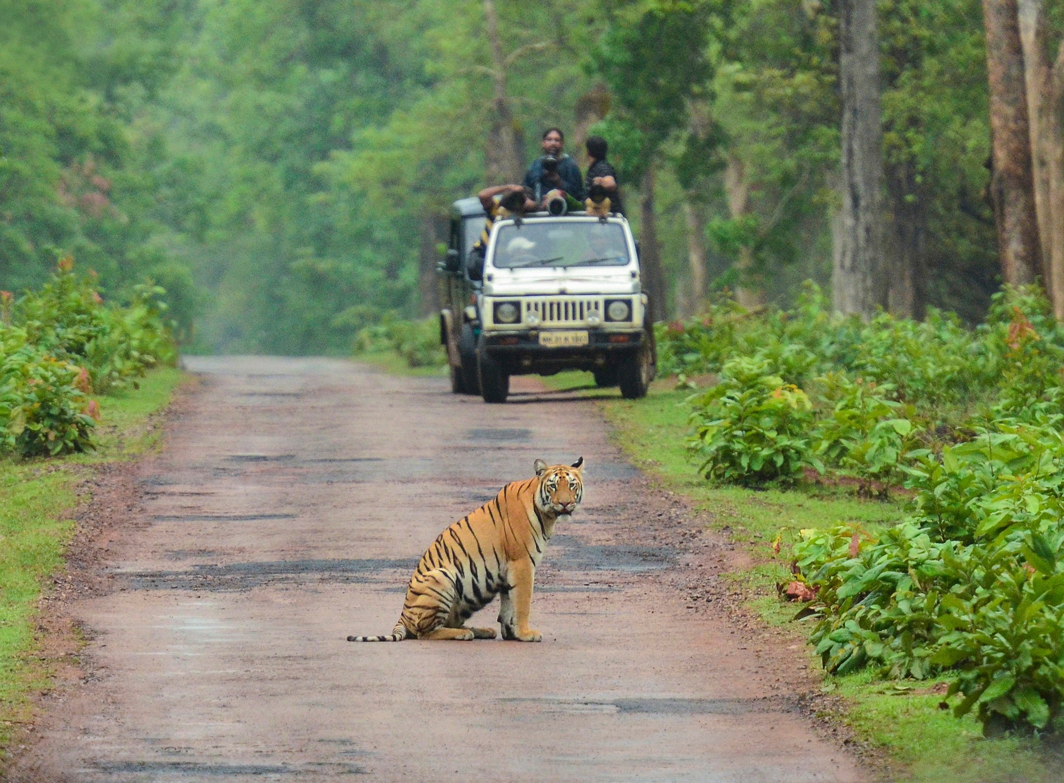 Wildlife Safari India
