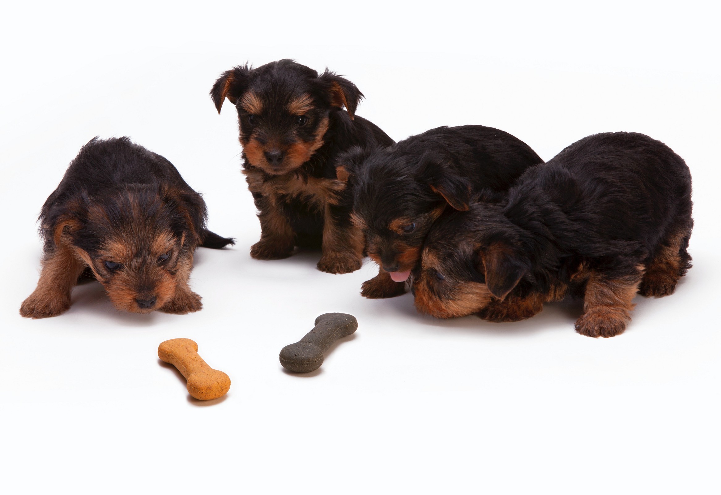 Know about Your Dog’s Development Stages