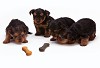 Know about Your Dog’s Development Stages