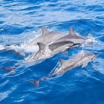 Iruka Hawaii Dolphin Snorkeling Tours