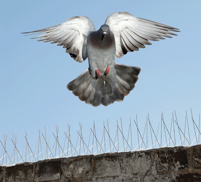 Deepthi Enterprises | Bird and Pigeon Spikes Service - Bird Nets Installation Near Me