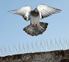 Deepthi Enterprises | Bird and Pigeon Spikes Service - Bird Nets Installation Near Me