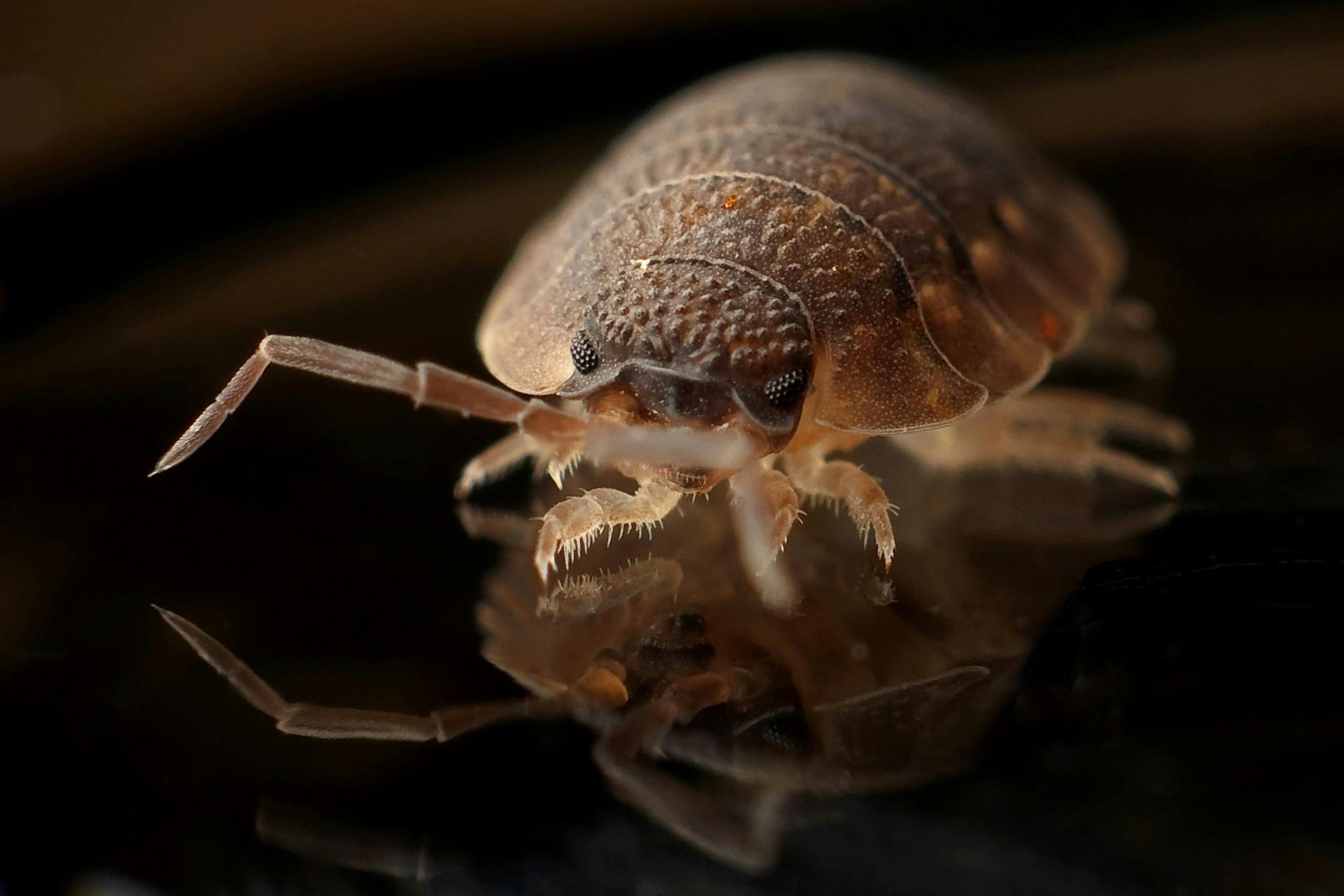 Top-Rated Pest Control Companies | Safe & Reliable Solutions