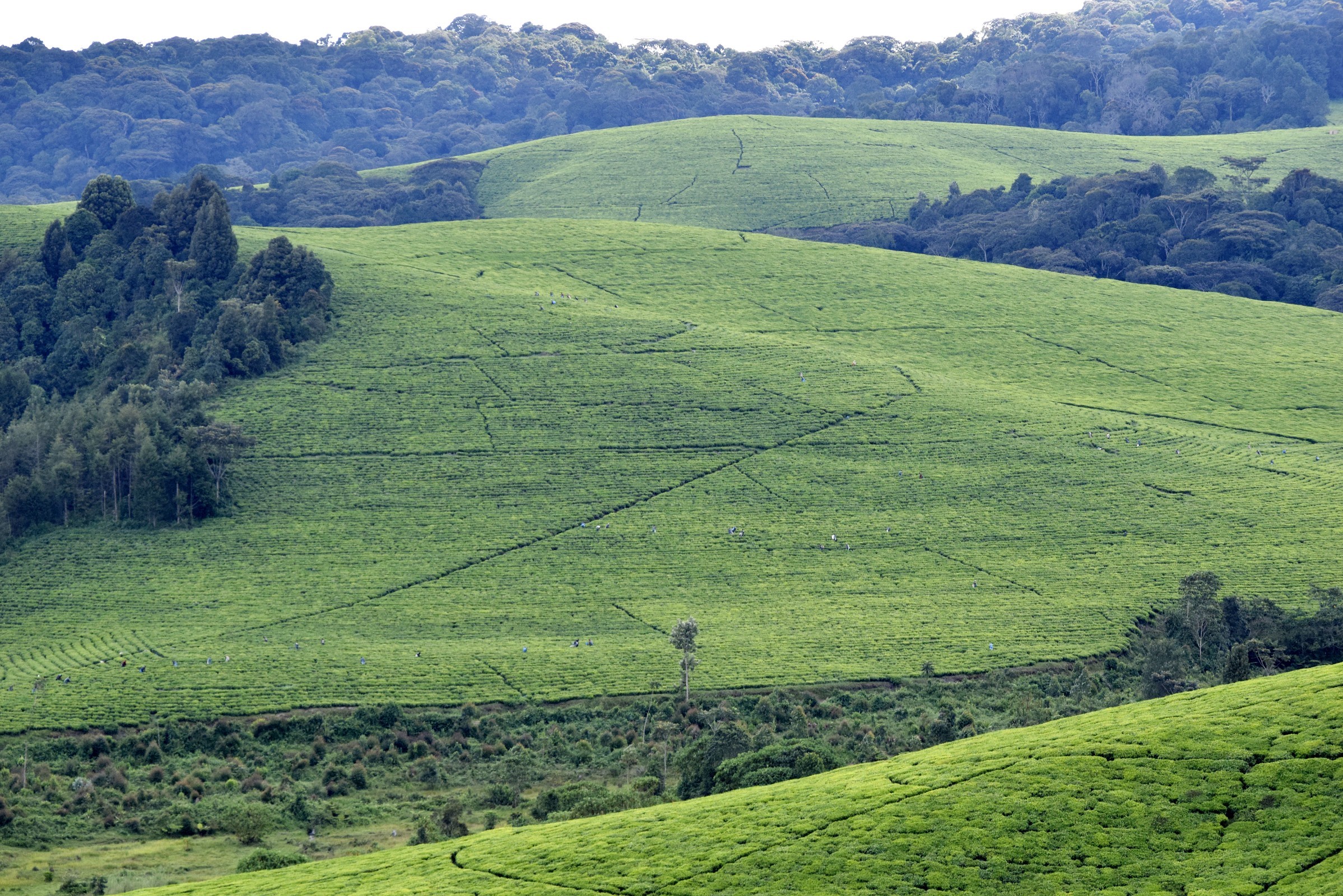 Teza Tea Plantations