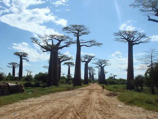 Avenue of the Baobabs