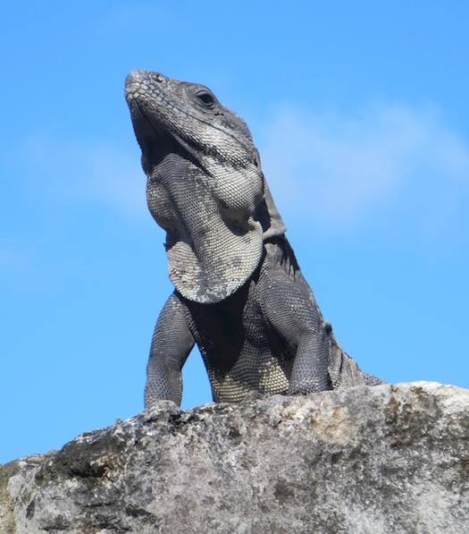Gray Iguana