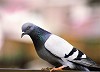 AZ Pigeon Control Services