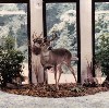 lifesize deer