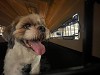 Ensure The Safe Journey For Your Furry Family Member