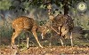 Enjoy Best Wildlife Safari In India And Photo Safari